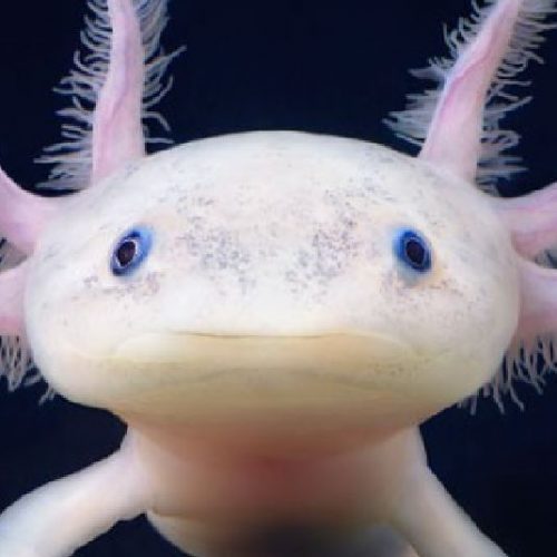 Axolotl de face